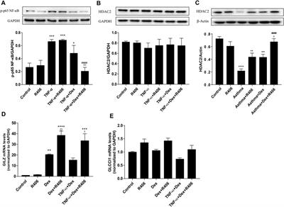 Inhibition of Spleen Tyrosine Kinase Restores Glucocorticoid Sensitivity to Improve Steroid-Resistant Asthma